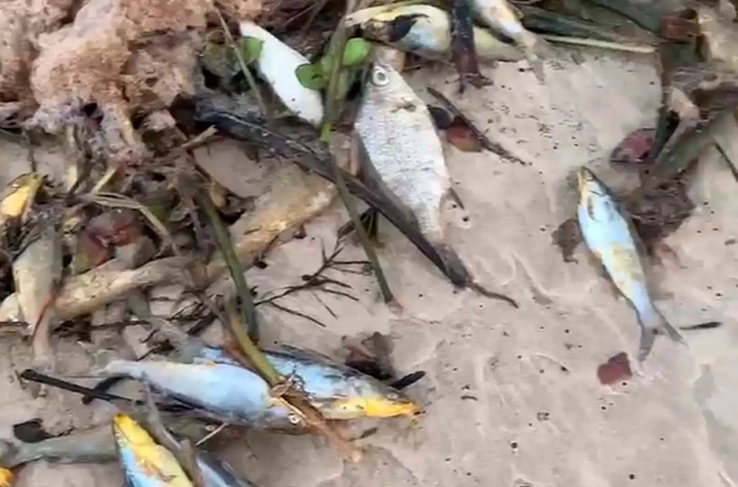 Denúncia: Mortandade de peixes, crustáceos e moluscos nos rios Pardo, Salsa e Patipe em Canavieiras