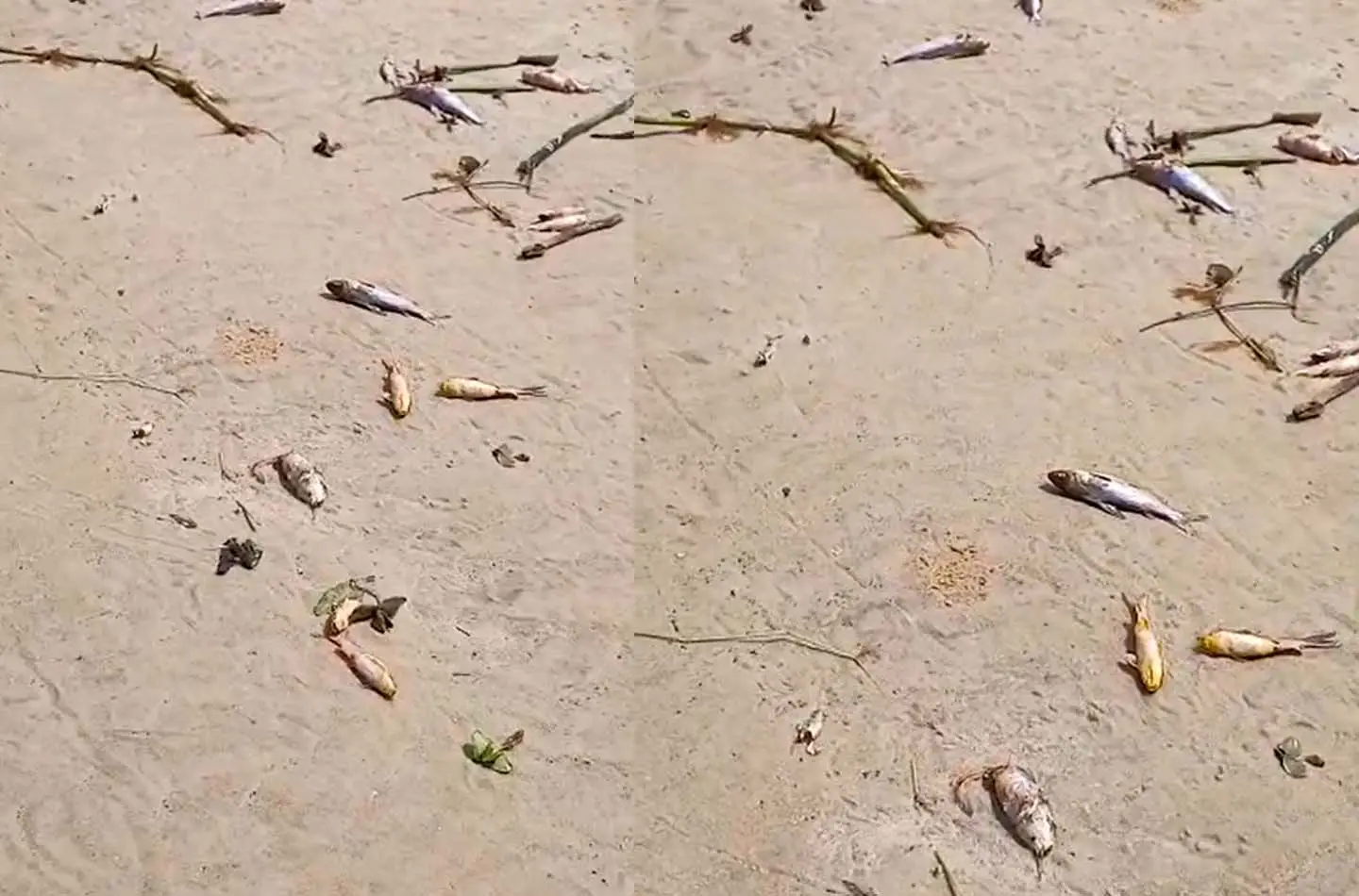 Novos registros da mortandade de Peixes em Canavieiras